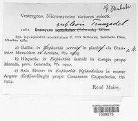 Uromyces scutellatus image